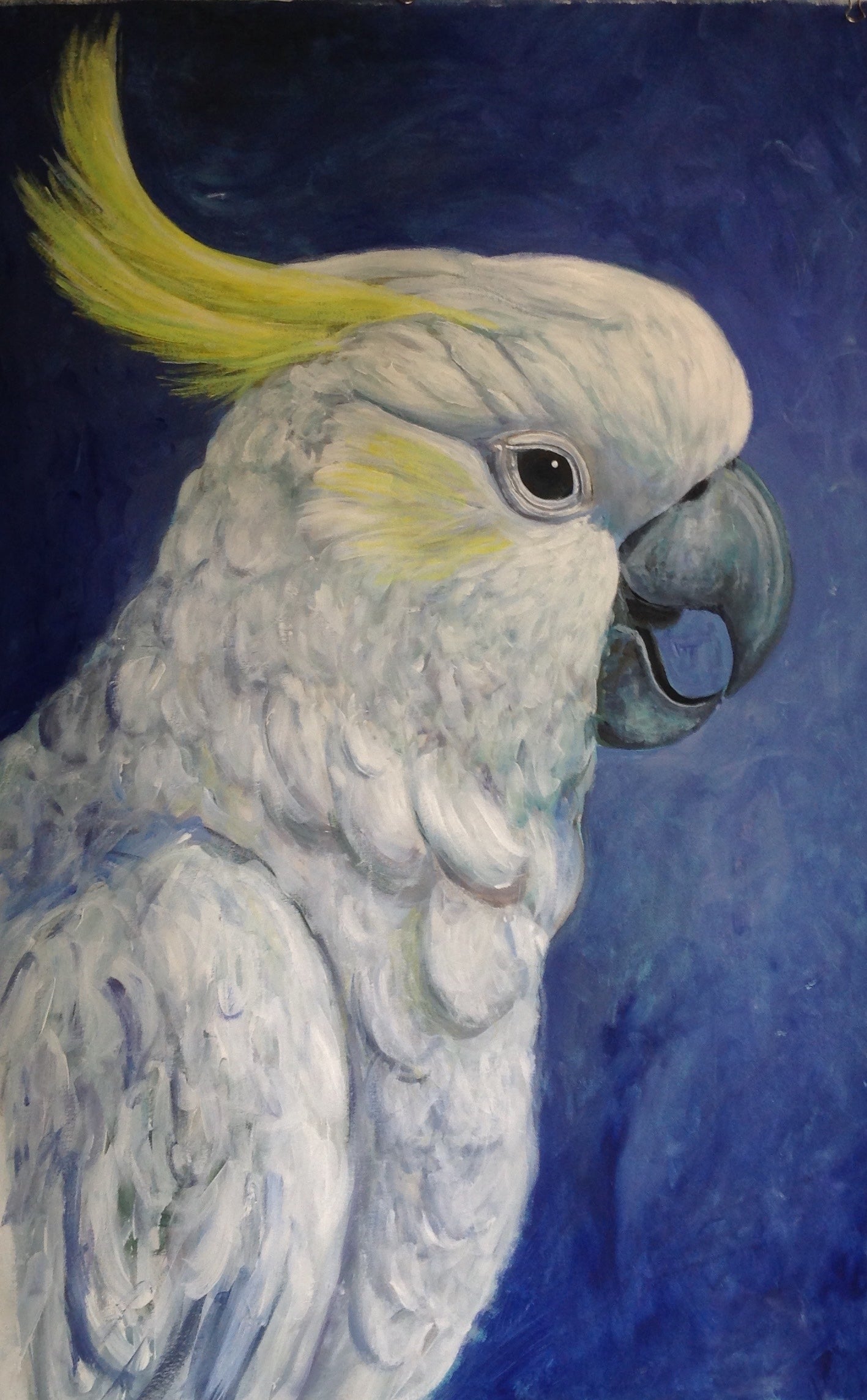 Cockatoo on Blue