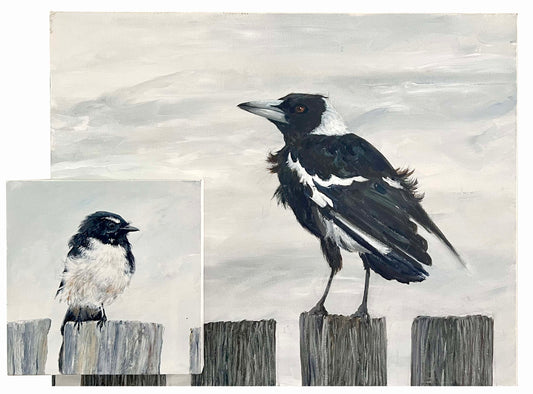 Magpie and Willy Wagtail